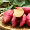 Jining greenfarm fresh sweet potato
